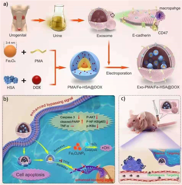 1624238529459013170.jpg 微信图片_202106210919253.jpg